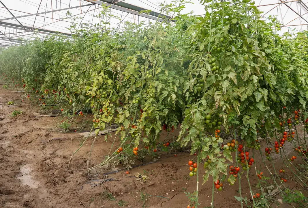 Antalya'da Tarımın Kalbine 300 Milyon TL'lik Darbe! 7